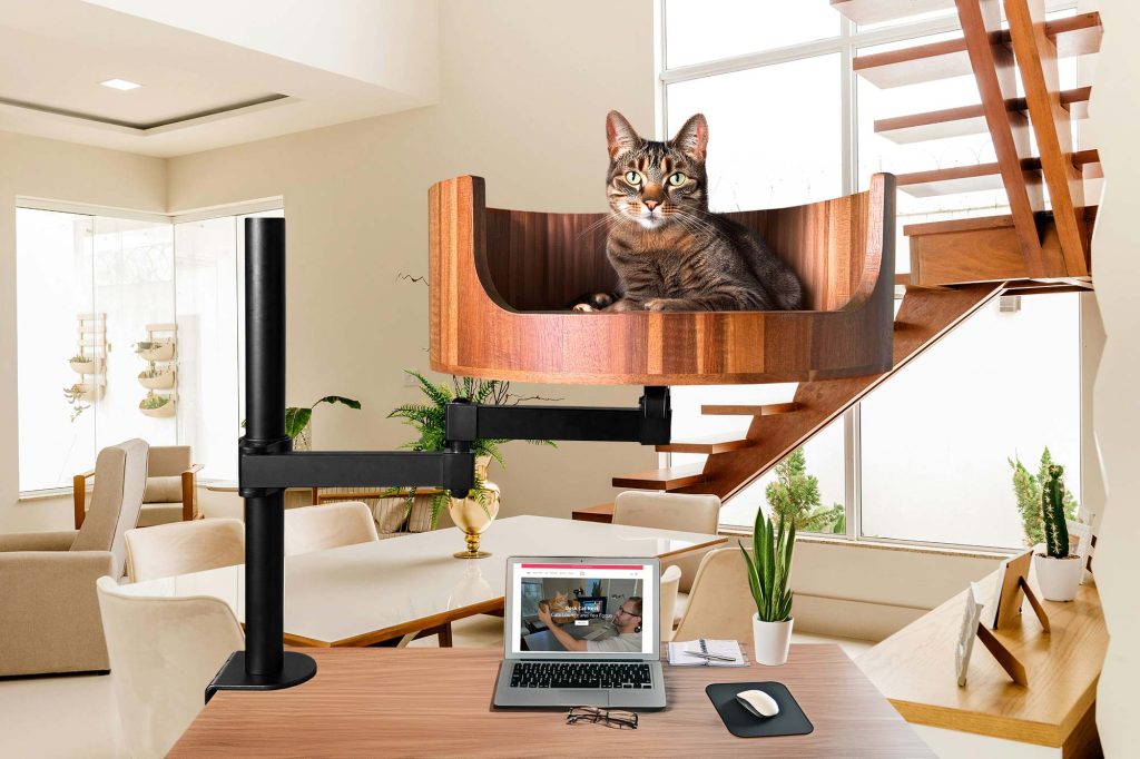 0 cats