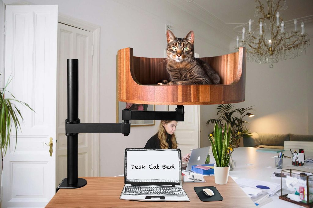 cat bed bugs