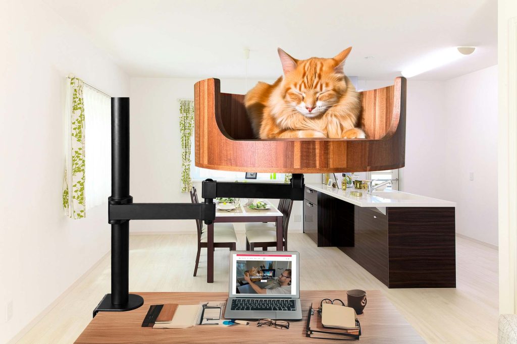 cat on desk