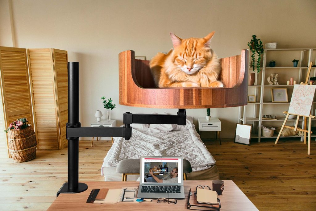 desktop cat pet