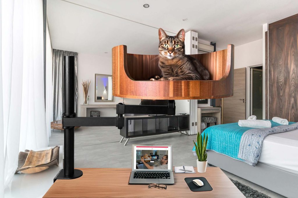how much zyrtec can i give my cat