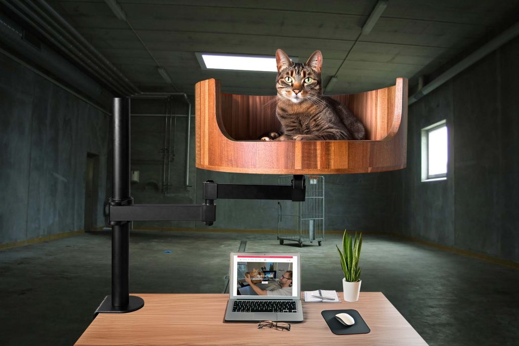 know my cat breed