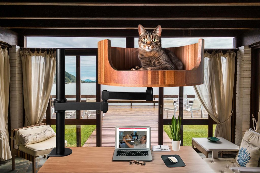 my cat 5 lines essay