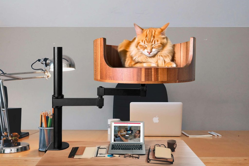 my cat twitches in her sleep