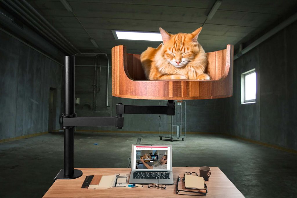 table cat bed