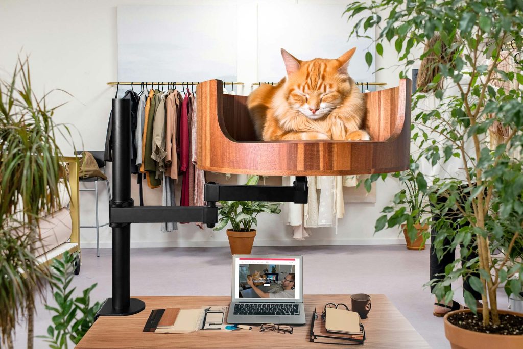 tail wagging meaning cat