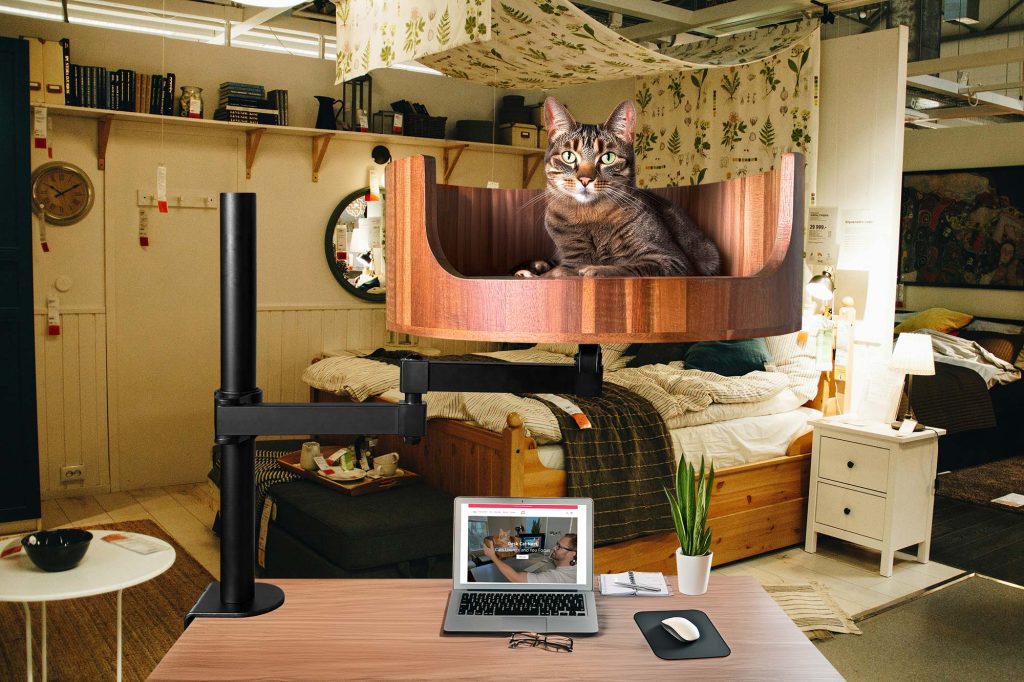 this is my cat