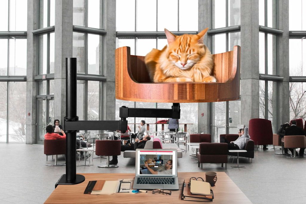 what does cat tail wagging mean