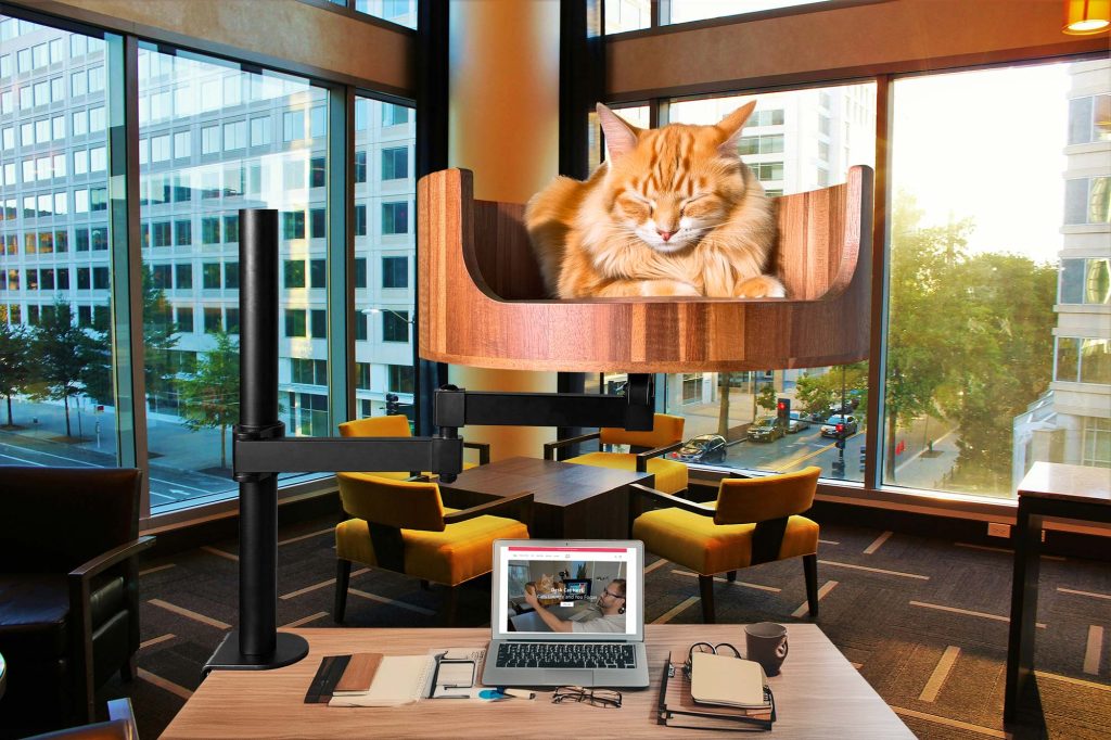 why are my cats purrs quiet