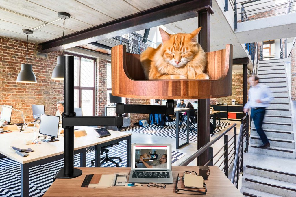 why do cats shed