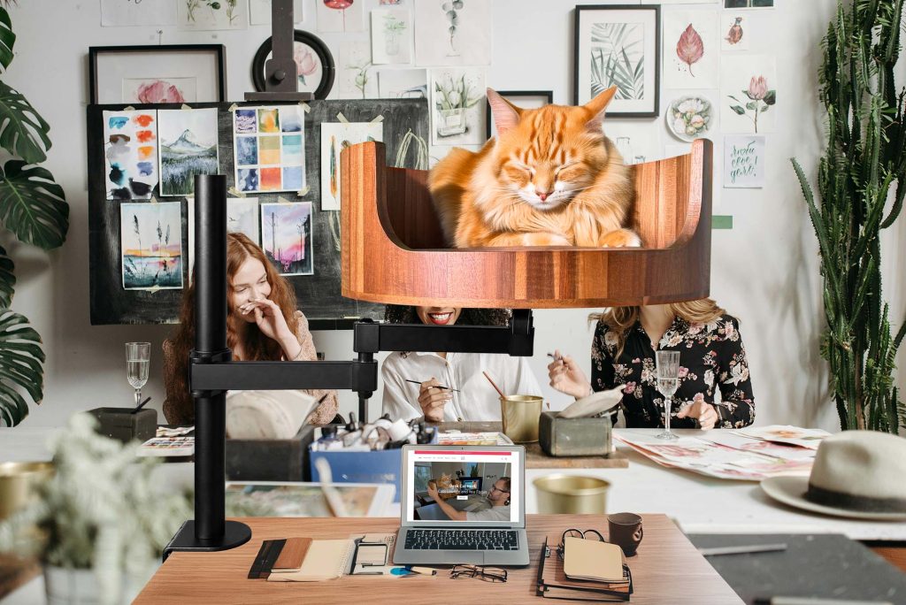 cat beds b&m