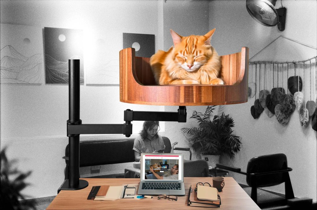 cat beds walmart
