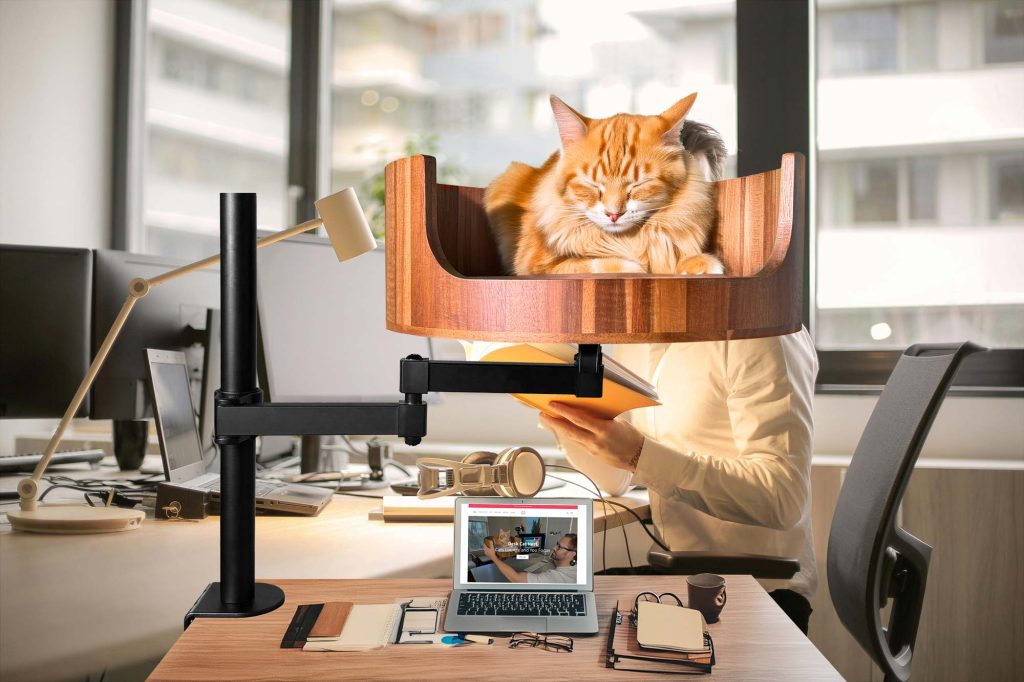cat behavior tail