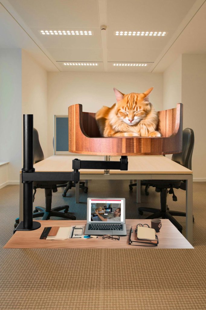 cat has 8 lives