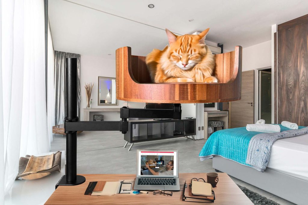 cat uears