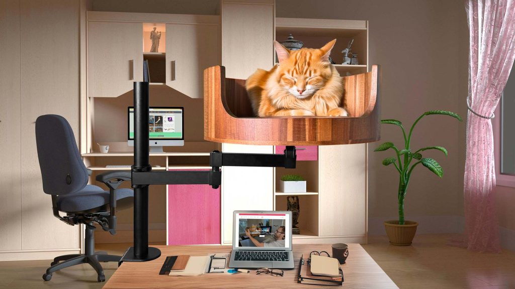 how to tell whether a cat is male or female